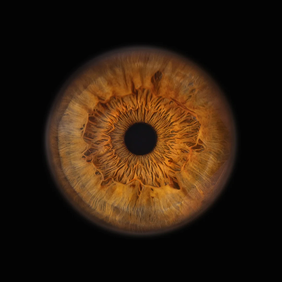 Photographie d'iris doré en macro — Anaelle, Studio Photo de la Baie Dol-de-Bretagne