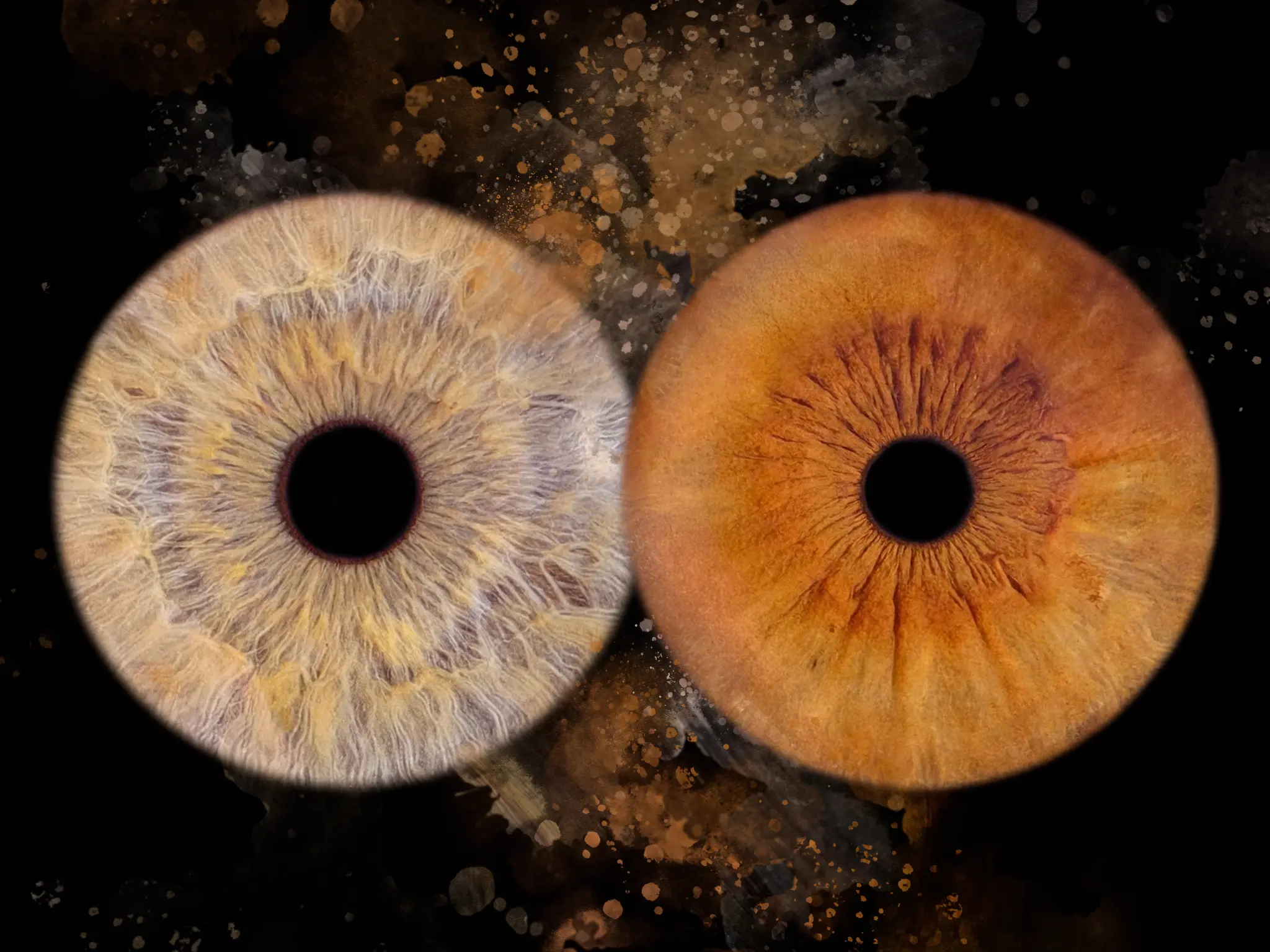 Tableau double photographie d'iris en macro — iris ambre chaud et iris gris-doré sur fond noir étoilé, art unique — Studio Photo de la Baie, Dol-de-Bretagne, Ille-et-Vilaine